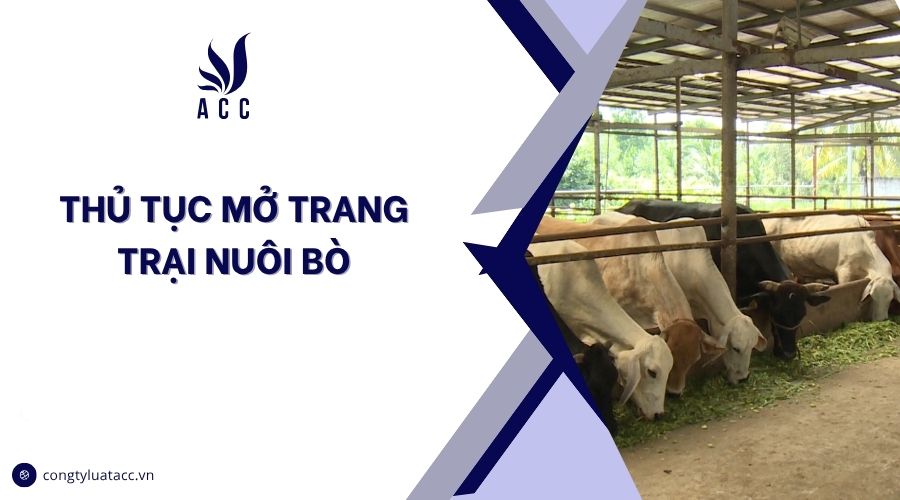 Thủ tục mở trang trại nuôi bò