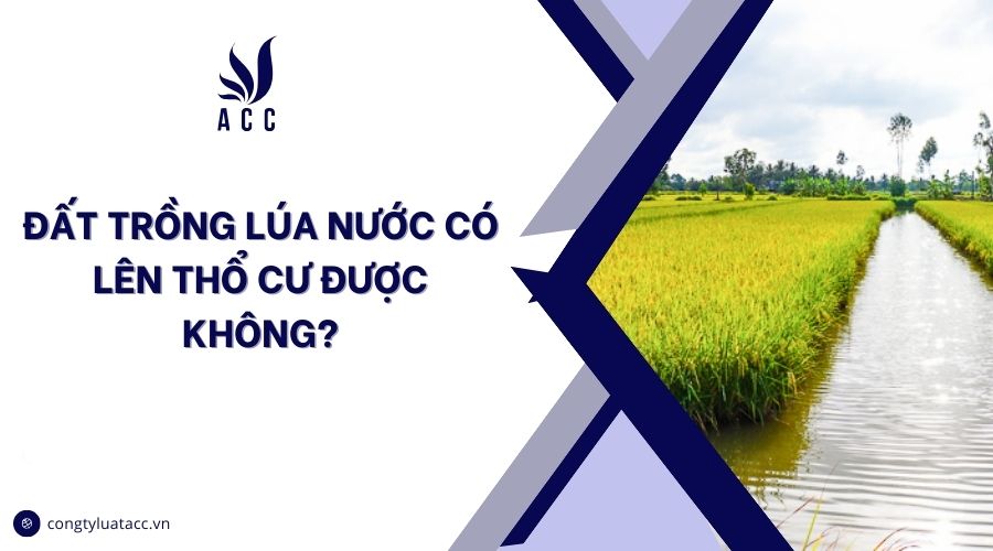 Đất trồng lúa nước có lên thổ cư được không?
